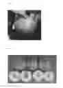 Fig. 02 - Peach tree named 'Souvenirs'