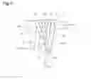 Fig. 09 - Crotched exercise garment