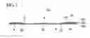 Fig. 03 - Board for stringed instrument, method of manufacturing board for stringed instrument, and stringed instrument