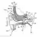 Fig. 01 - Contralateral sound capture with respect to stimulation energy source