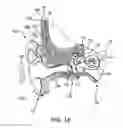 Fig. 02 - Contralateral sound capture with respect to stimulation energy source