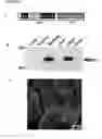 Fig. 06 - COMPOSITIONS COMPRISING MG53 AND METHODS FOR THE TREATMENT AND PREVENTION OF AIRWAY INJURY