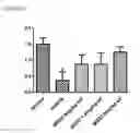 Fig. 14 - COMPOSITIONS COMPRISING MG53 AND METHODS FOR THE TREATMENT AND PREVENTION OF AIRWAY INJURY