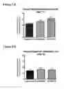 Fig. 07 - Human antibodies to GFR α3 and methods of treating pain associated with osteoarthritis or bone cancer