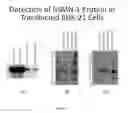 Fig. 02 - CNS DELIVERY OF MRNA AND USES THEREOF
