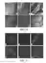 Fig. 35 - BOLAAMPHIPHILIC COMPOUNDS, COMPOSITIONS AND USES THEREOF