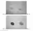 Fig. 02 - Methods of treating necrotic enteritis