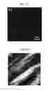 Fig. 04 - Preparing method of reduced graphene oxide film using a chemical reduction method and a pressure-assisted thermal reduction method, reduced graphene oxide film prepared by the same, and graphene electrode including the reduced graphene oxide film