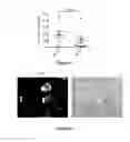 Fig. 06 - Method for in vitro differentiation of blood circulating cells into neuronal-like cells and applications thereof