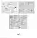 Fig. 06 - METHOD FOR PEPTIDE HISTOCHEMICAL DIAGNOSIS