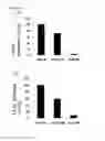 Fig. 07 - Anti-sAPPβ antibody