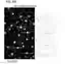 Fig. 30 - In vitro model for a tumor microenvironment