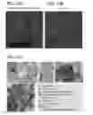 Fig. 33 - In vitro model for a tumor microenvironment