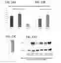 Fig. 35 - In vitro model for a tumor microenvironment