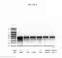 Fig. 05 - In vivo production of proteins