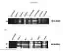 Fig. 10 - In vivo production of proteins