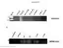 Fig. 11 - In vivo production of proteins