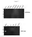 Fig. 12 - In vivo production of proteins