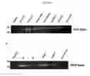 Fig. 14 - In vivo production of proteins
