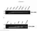 Fig. 17 - In vivo production of proteins