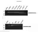 Fig. 22 - In vivo production of proteins