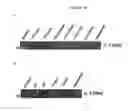 Fig. 32 - In vivo production of proteins
