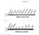 Fig. 35 - In vivo production of proteins