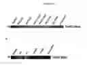 Fig. 40 - In vivo production of proteins