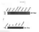Fig. 41 - In vivo production of proteins