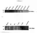 Fig. 44 - In vivo production of proteins