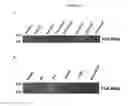 Fig. 45 - In vivo production of proteins