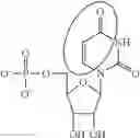 Fig. 92 - In vivo production of proteins