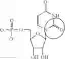 Fig. 93 - In vivo production of proteins