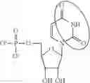 Fig. 94 - In vivo production of proteins