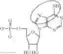 Fig. 95 - In vivo production of proteins
