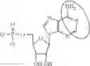 Fig. 97 - In vivo production of proteins