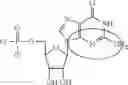 Fig. 99 - In vivo production of proteins