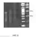 Fig. 06 - Assembly of nucleic acid sequences in emulsions