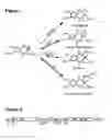 Fig. 02 - Method for producing recombinant 11-de-O-methyltomaymycin