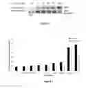 Fig. 02 - Compositions and methods for decreasing leukocyte extravasation and vessel fluid leakage