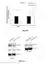 Fig. 08 - Compositions and methods for decreasing leukocyte extravasation and vessel fluid leakage