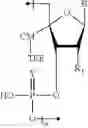 Fig. 197 - CONSTRUCTION OF CELL PENETRATING NUCLEIC ACIDS