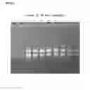 Fig. 06 - Method for isolating and purifying RNA from biological materials