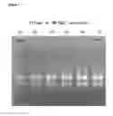 Fig. 09 - Method for isolating and purifying RNA from biological materials