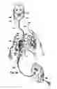 Fig. 03 - Devices, systems and methods for detecting a bilateral differential in olfactory threshold for pure odorants