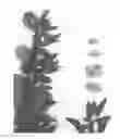 Fig. 01 - Almond Tree Named 'Bennett - Hickman'