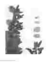 Fig. 02 - Almond Tree Named 'Bennett - Hickman'