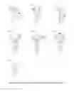 Fig. 04 - Necktie Knot
