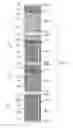 Fig. 07 - Package comprising a plurality of individually wrapped articles