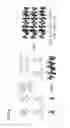 Fig. 09 - Direct photopatterning of robust and diverse materials